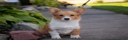 Welsh Corgi Pembroke dogs for sale: Josie Welsh Corgi Pembroke  - Ad 3