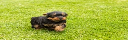 Yorkshire Terrier dogs for sale: Myran  - Ad 4