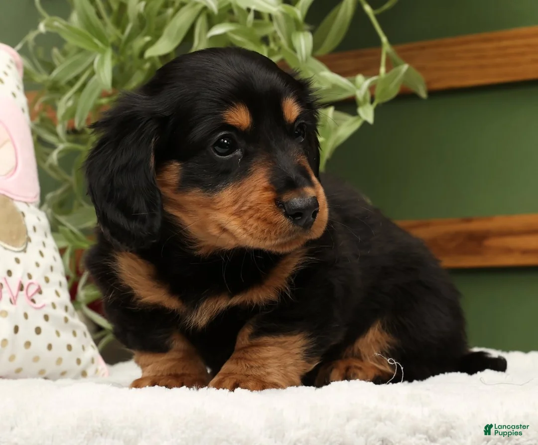 Miniature Dachshund dogs for sale: Teddy - Ad 7