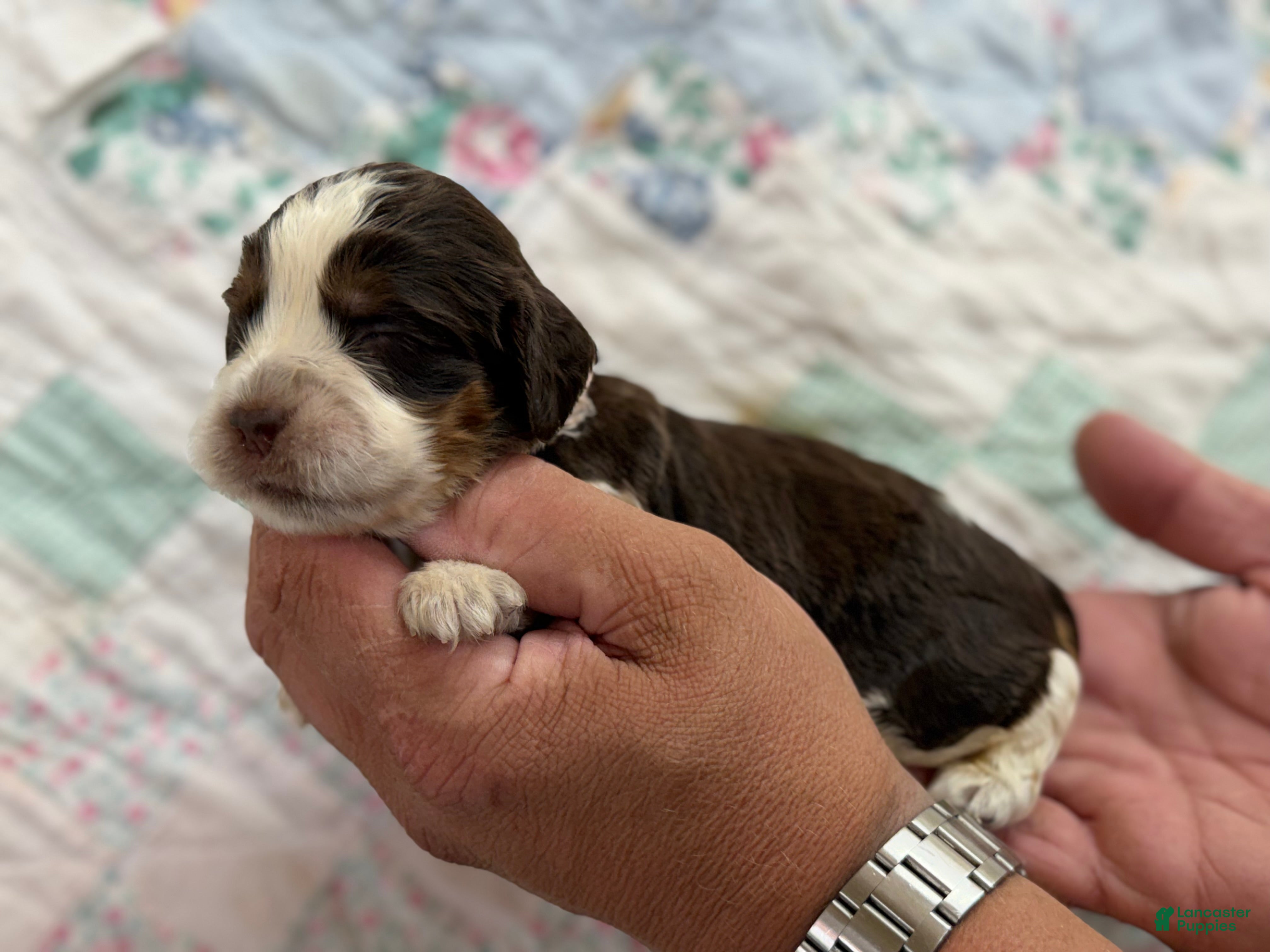 English Springer Spaniel dogs English Springer Spaniel 4 - Ad 1
