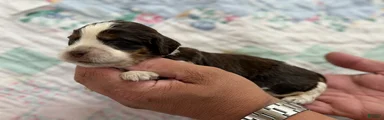English Springer Spaniel 4
