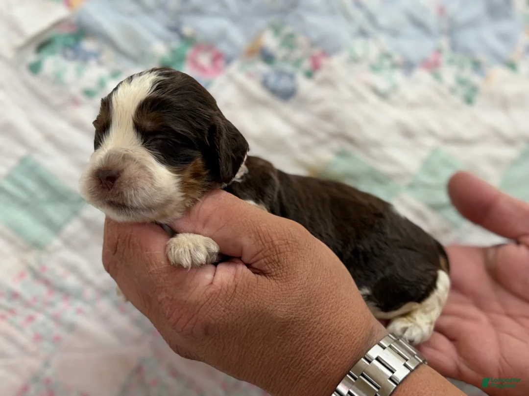 English Springer Spaniel dogs for sale: English Springer Spaniel 4 - Ad 1