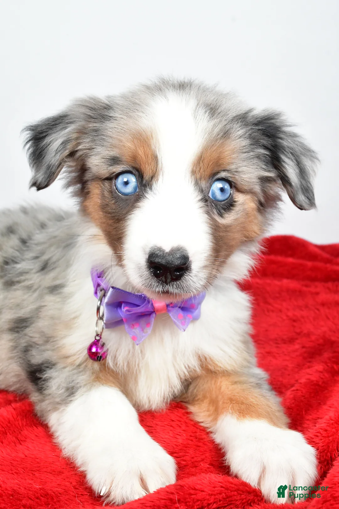 Miniature Australian Shepherd dogs for sale: Joshua - Ad 2