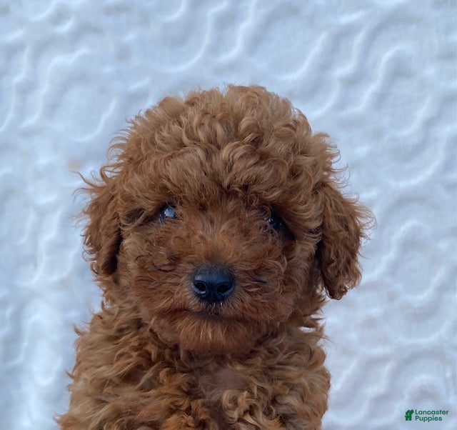 Miniature Poodle dogs Murphy - Ad 2