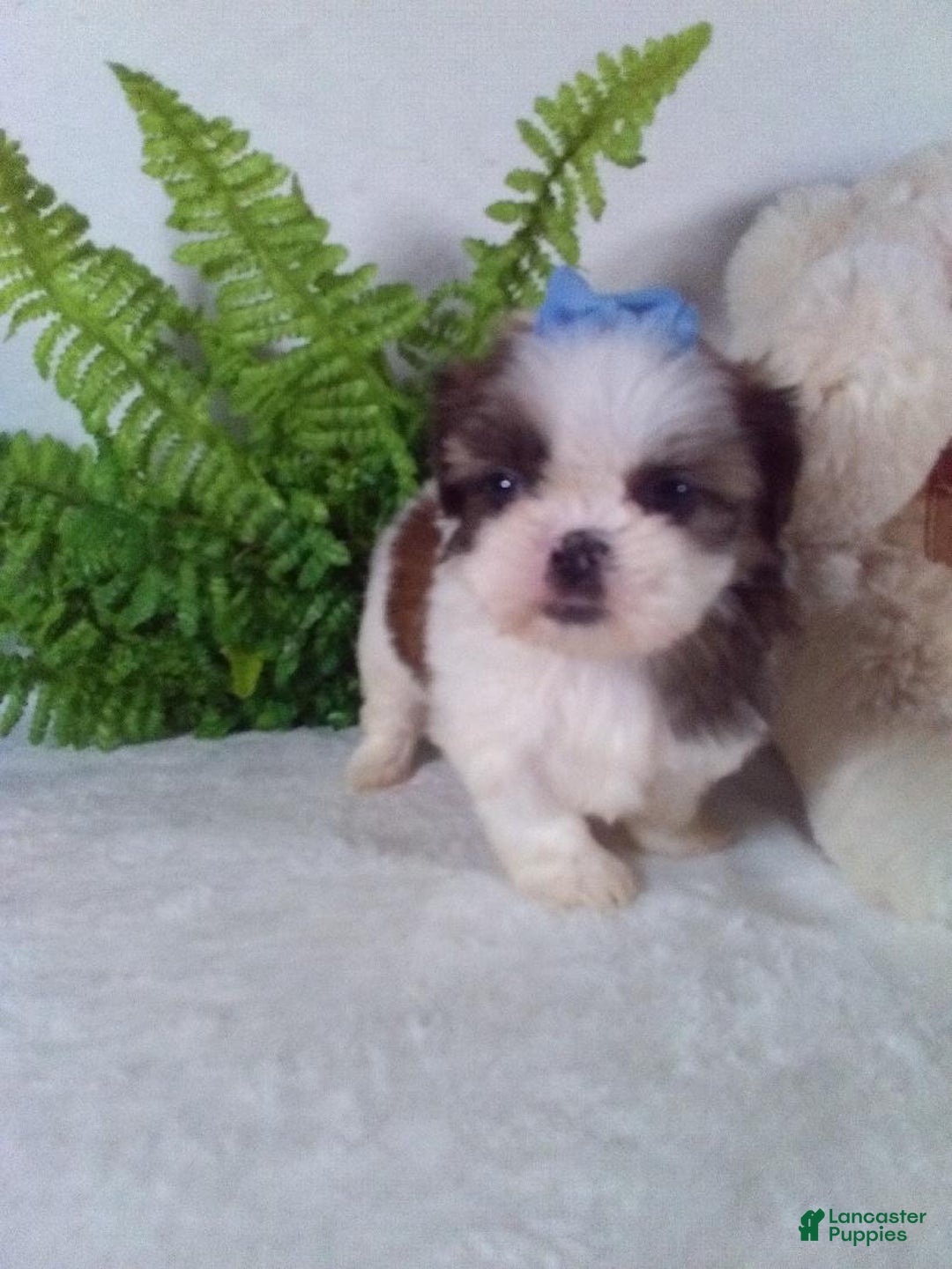Shih Tzu dogs for sale: Baby - Ad 4