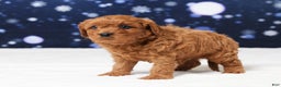 Cavapoo dogs for sale: Buster - Ad 5