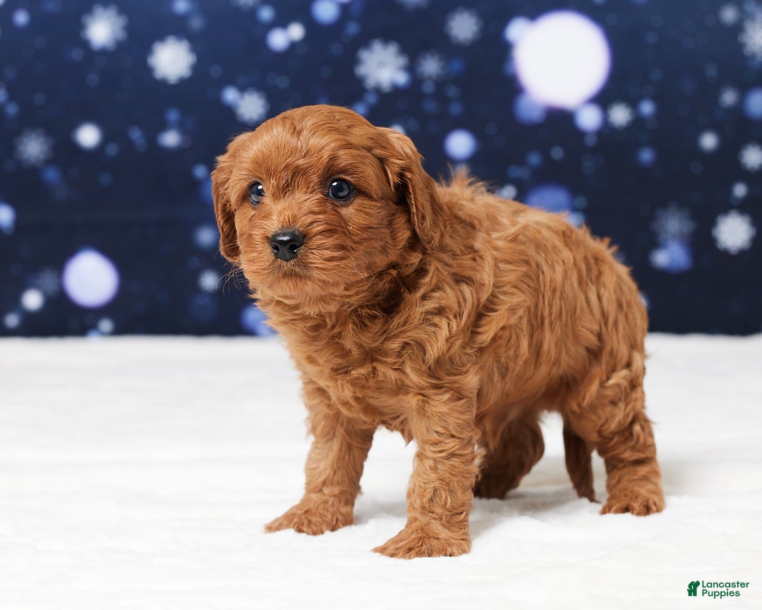 Cavapoo dogs for sale: Buster - Ad 5