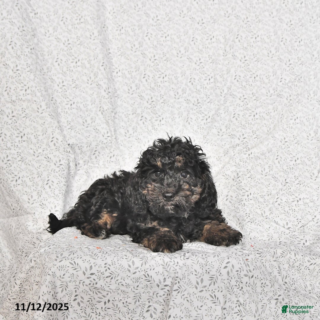 Cavapoo dogs for sale: Buster - Ad 4