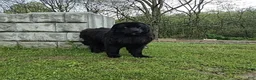 Newfoundland dogs for sale: Mason - Ad 7