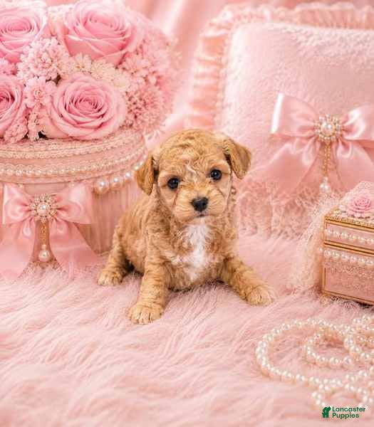 Toy Poodle dogs Toy Poodle 1 - Ad 34