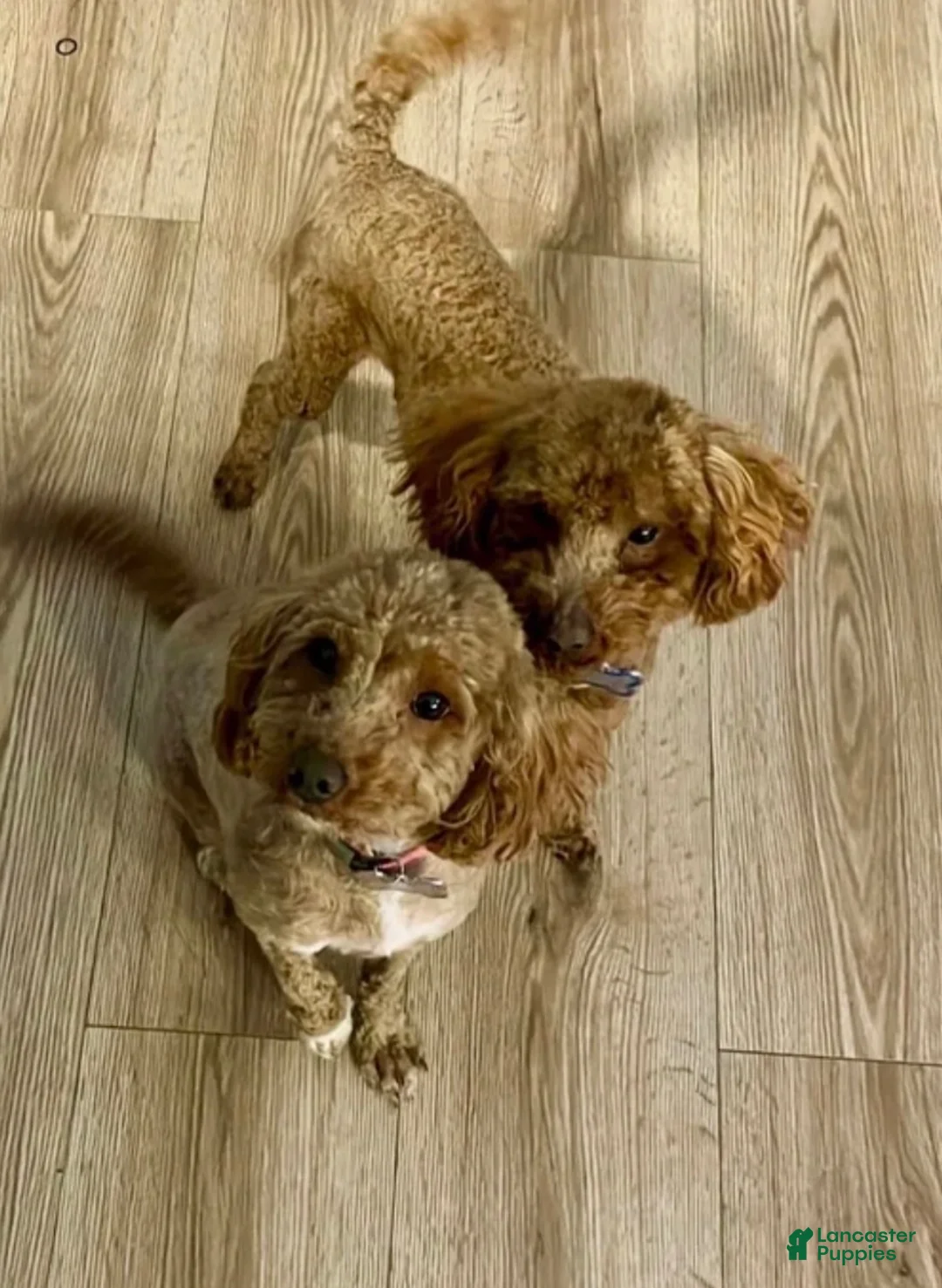 Mini Goldendoodle dogs for sale: Puppy 5 - Ad 2