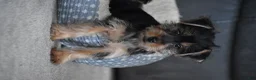 Yorkshire Terrier dogs for sale: Blake - Ad 11