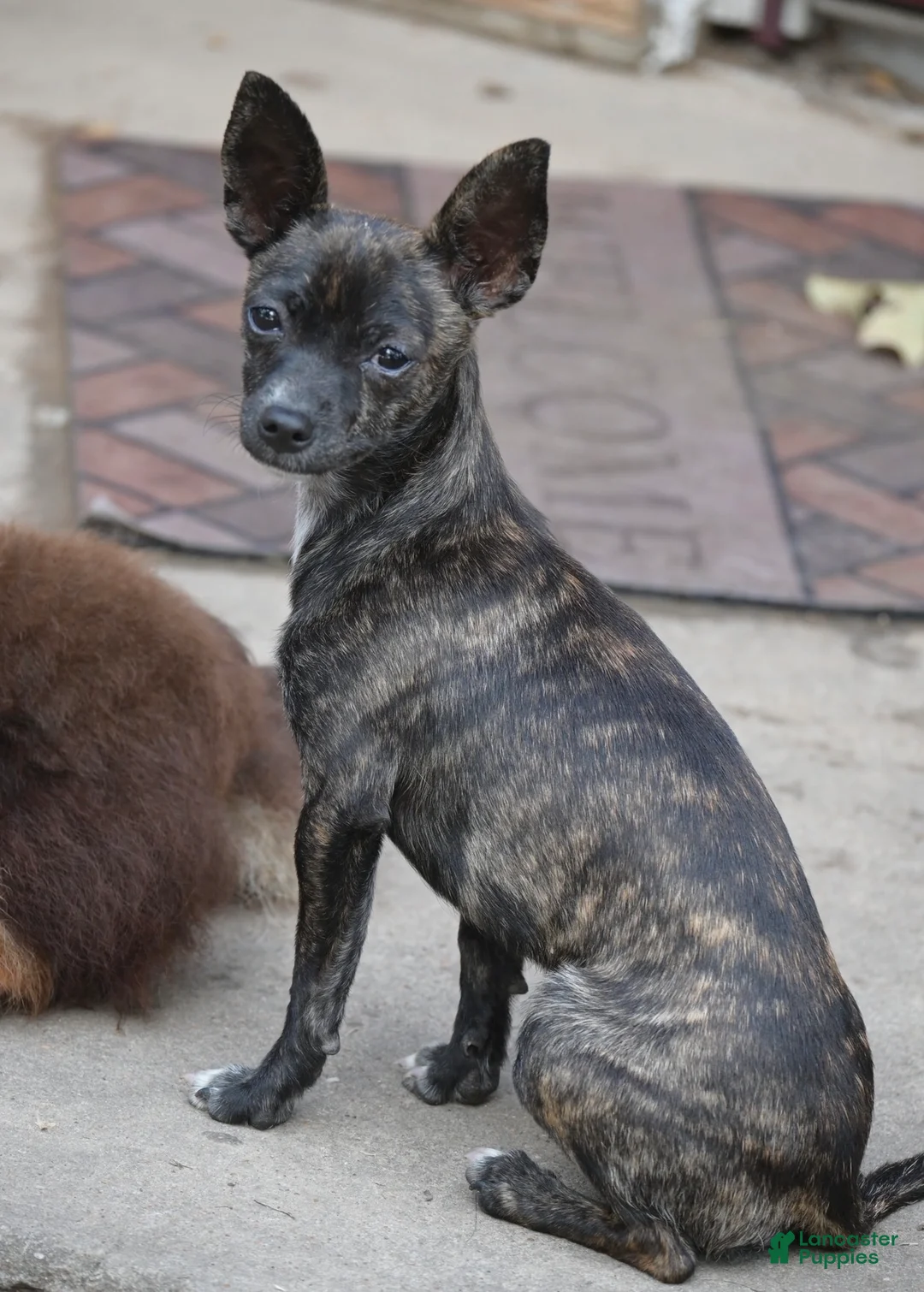 Chihuahua dogs for sale: Chihuahua Puppy 1 - Ad 5