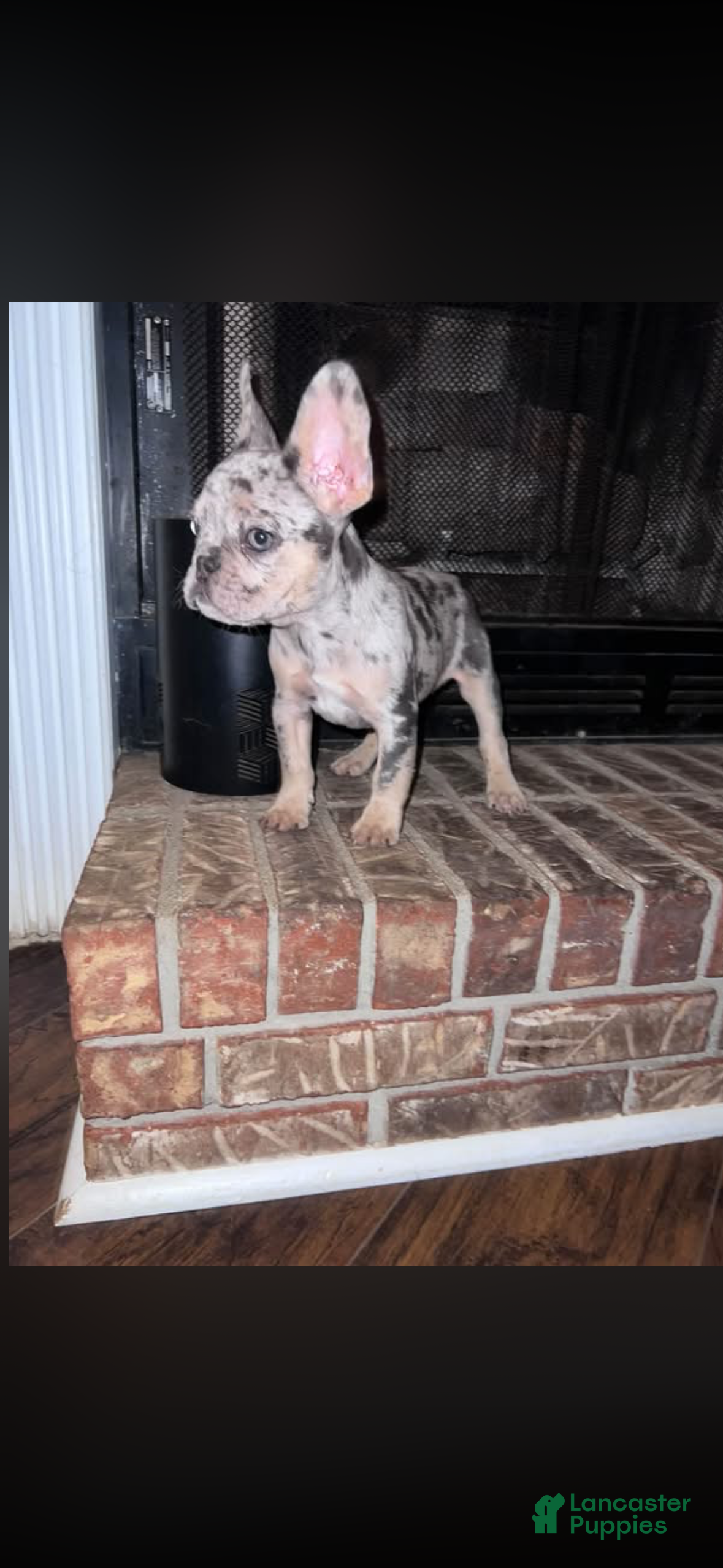 French Bulldog dogs French Bulldog 1 - Ad 13