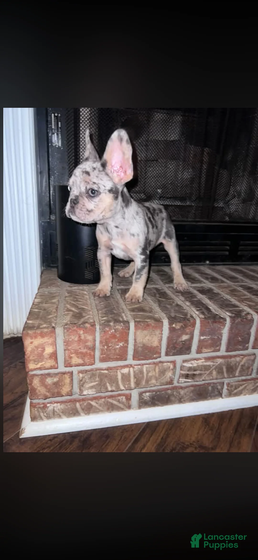French Bulldog dogs for sale: French Bulldog 1 - Ad 1