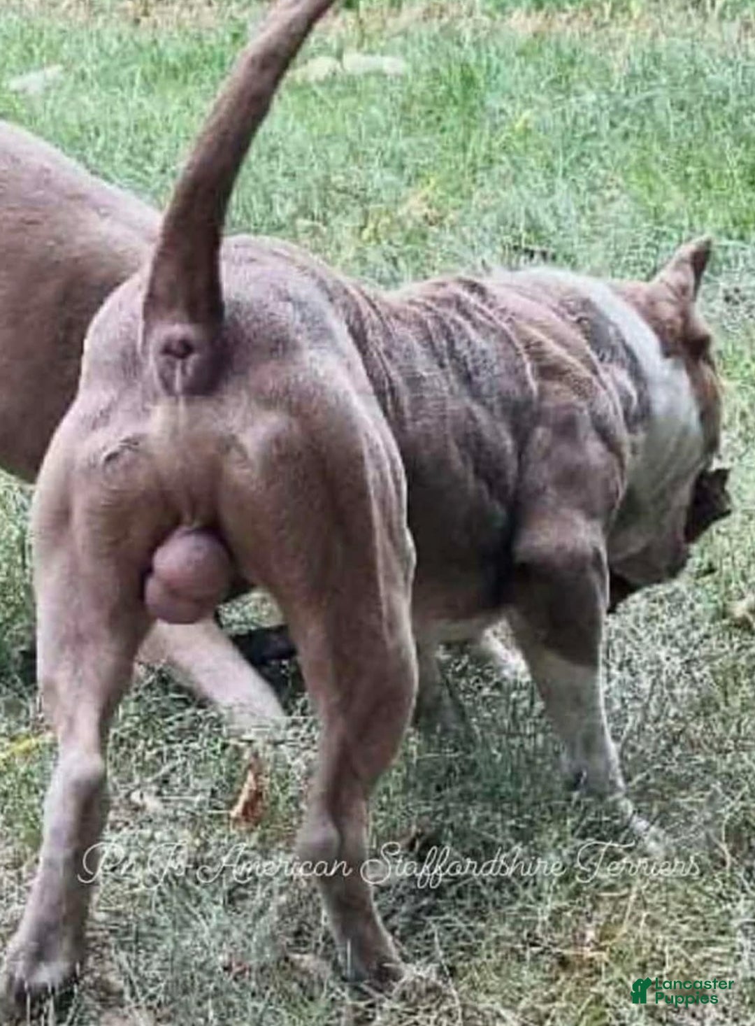 American Bully dogs for sale: American staffordshire terrier male - Ad 5