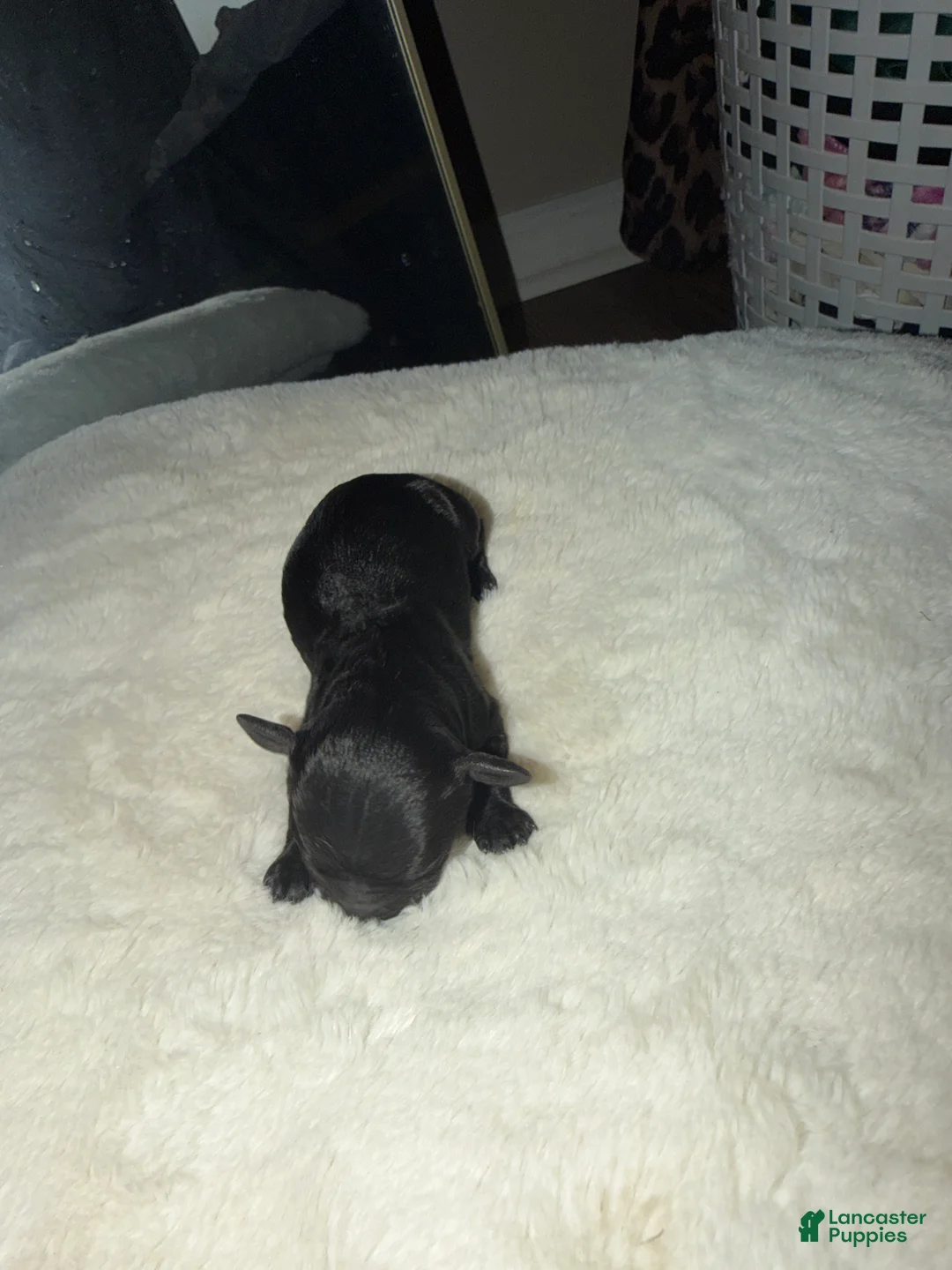Cockapoo dogs for sale: Cockapoo 7 - Ad 1