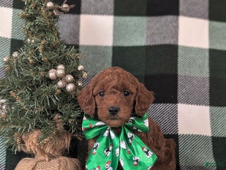 Mixed Breed dogs Brett Hypoallergenic - Ad 26