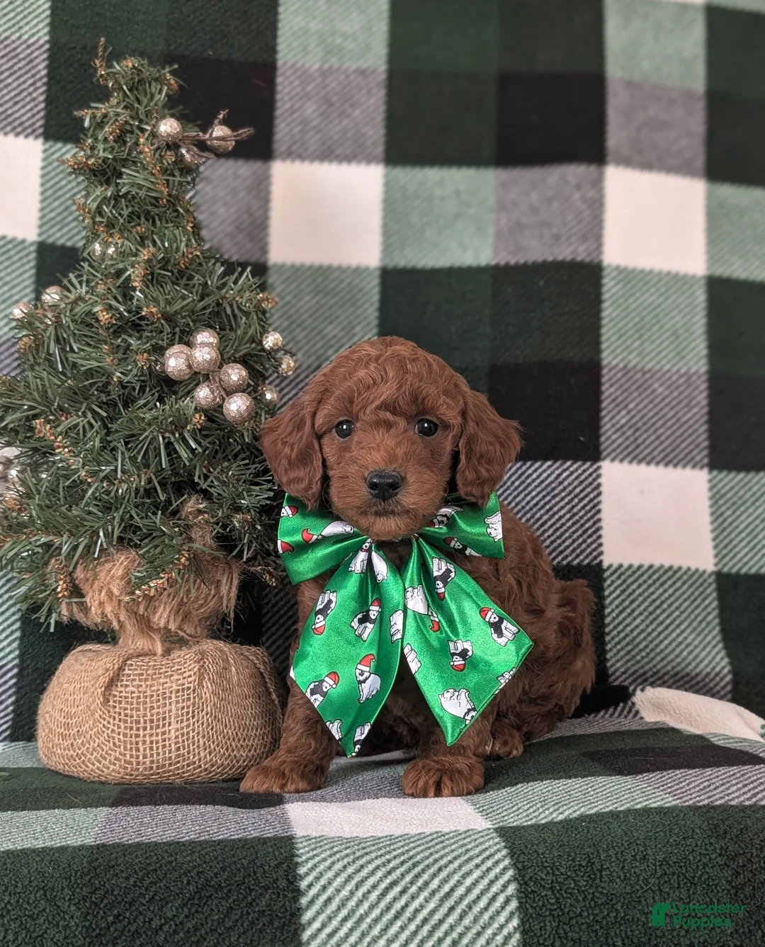 Miniature Labradoodle dogs for sale: Charlee Hypoallergenic - Ad 9