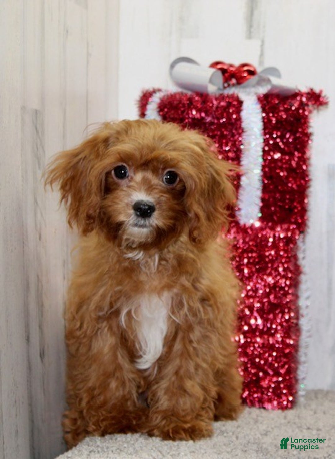 Cavapoo dogs for sale: Parker - Ad 2