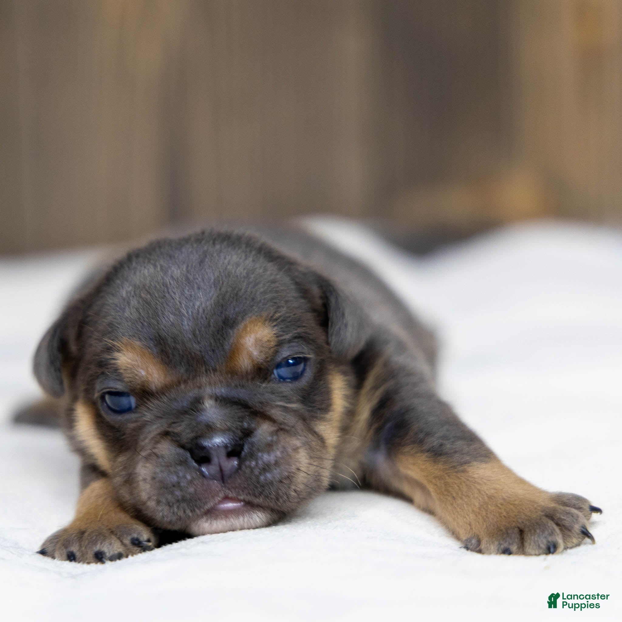 English Bulldog dogs Bently Blue English Bulldog Puppy  - Ad 1