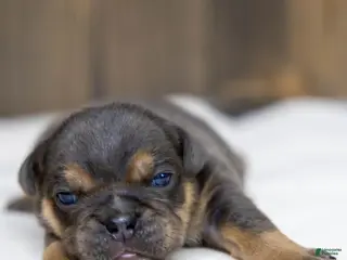English Bulldog dogs for sale: Bently Blue English Bulldog Puppy - Ad 2