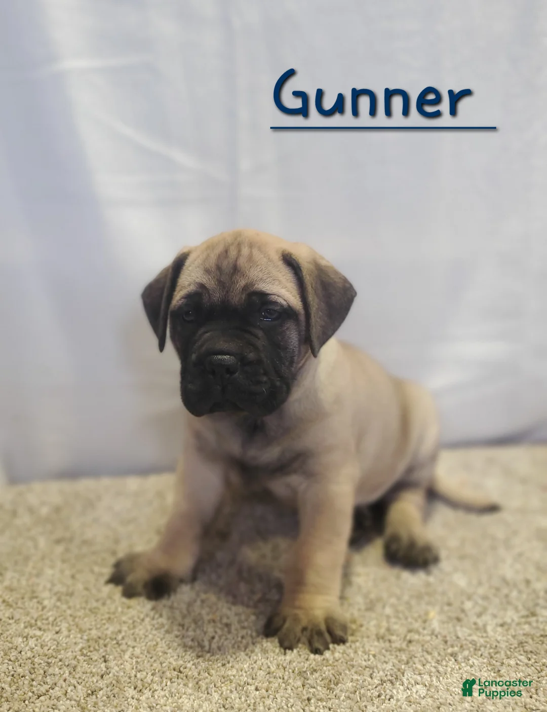 Bullmastiff dogs for sale: Gunner - Ad 2