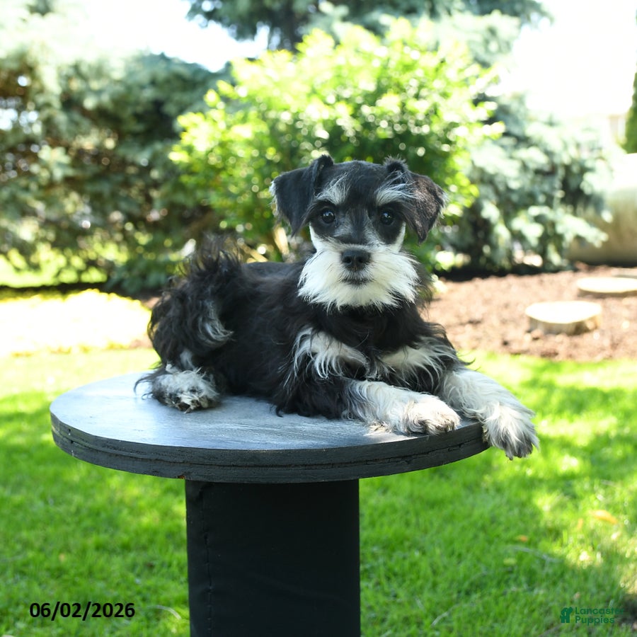 Miniature Schnauzer dogs Bonny - Ad 2