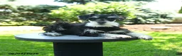 Miniature Schnauzer dogs for sale: Bonny - Ad 2