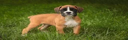 Boxer dogs for sale: Crew - Ad 2
