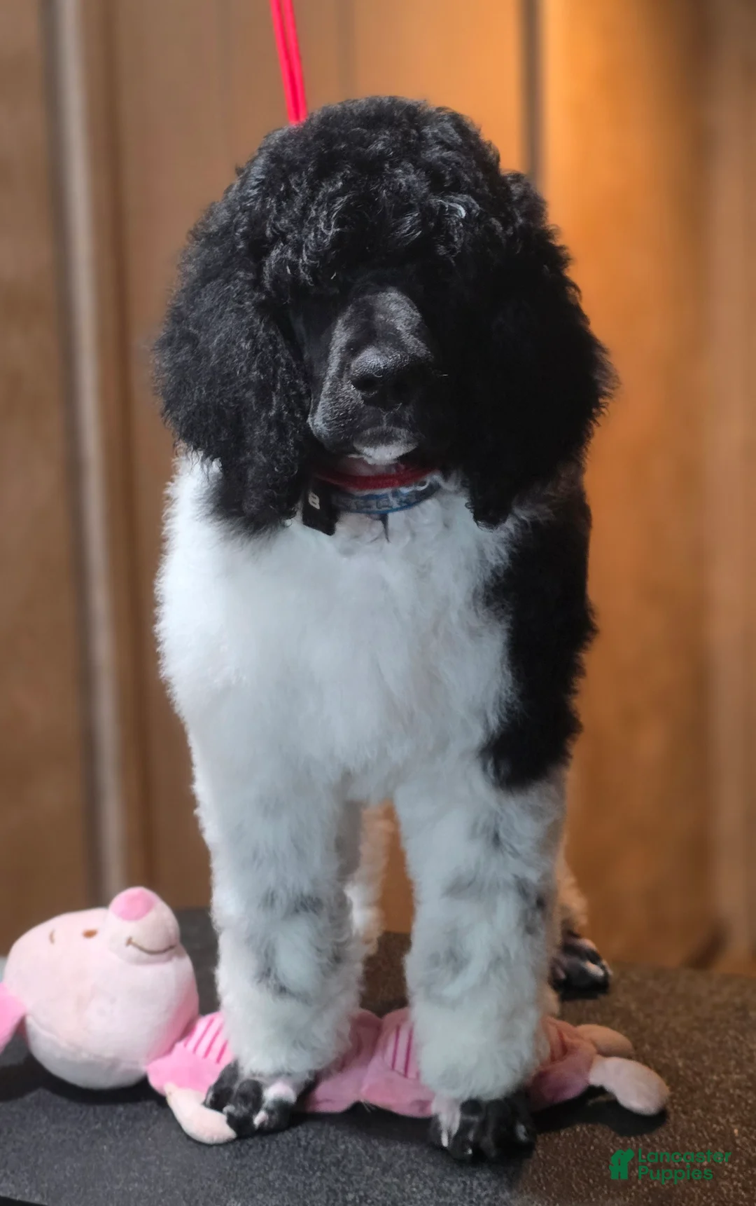 Standard Poodle dogs for sale: Kalmiya - Ad 2