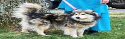 Pomsky dogs for sale: Buster - Ad 8
