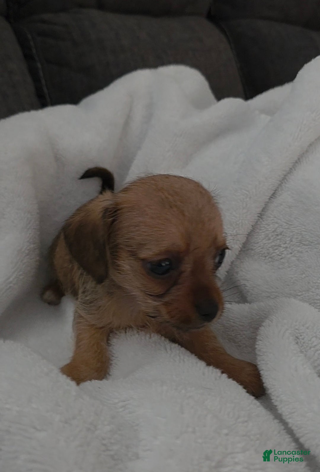 Mixed Breed dogs for sale: Honey - Ad 11