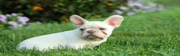 French Bulldog dogs for sale: Snoopy 🐶 - Ad 9
