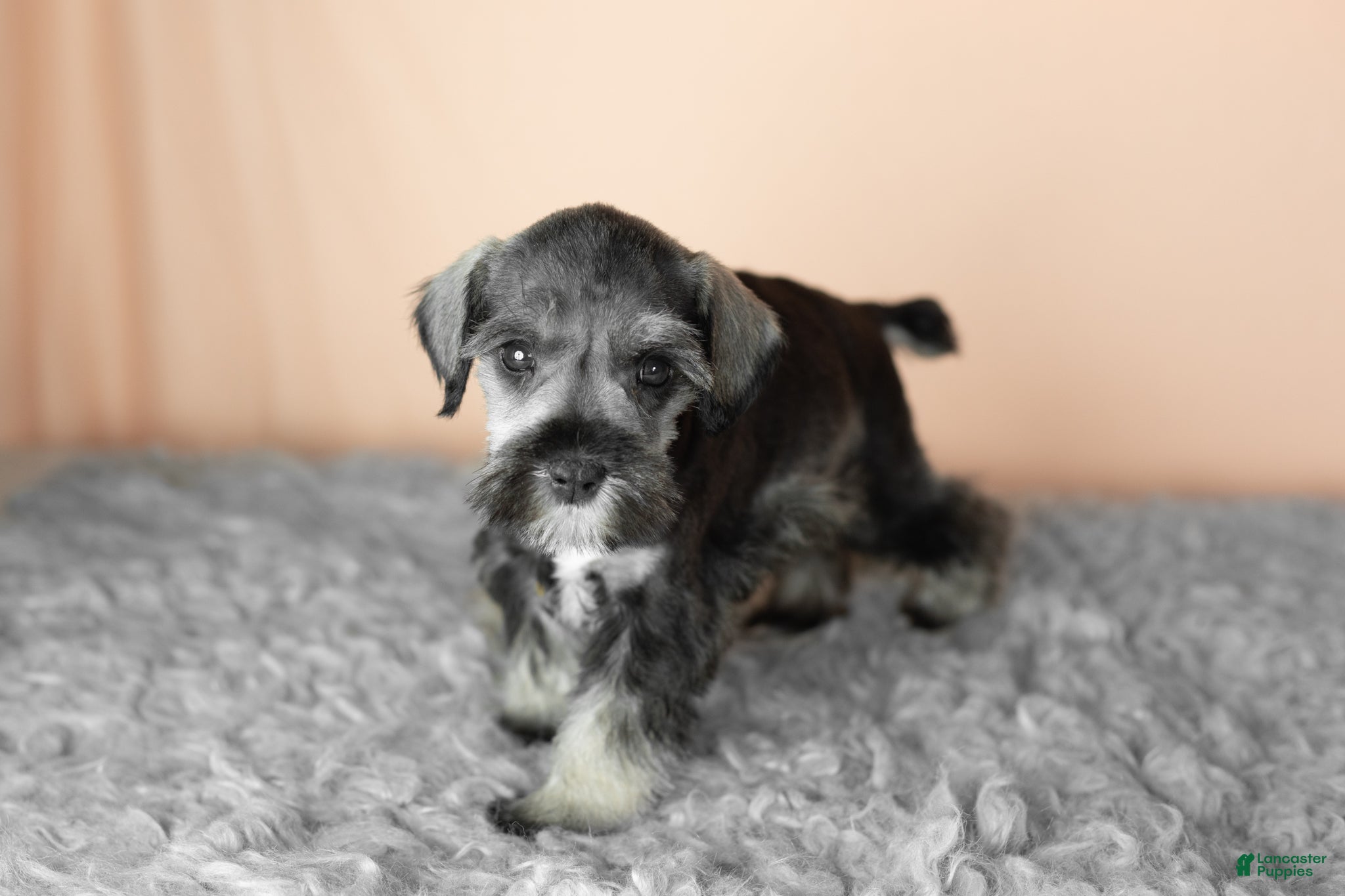 Miniature Schnauzer dogs Sallie - Ad 25