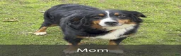 Mini Bernedoodle dogs for sale: Jasmine - Ad 9