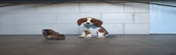 Cavalier King Charles Spaniel dogs for sale: Nemo - Ad 3