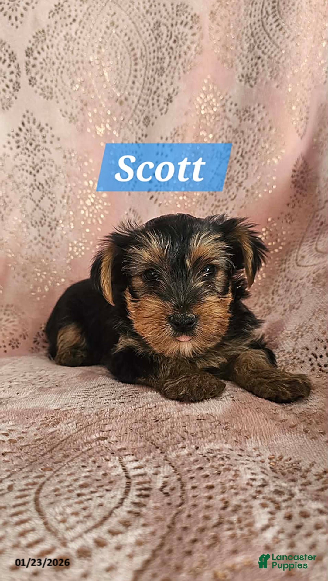 Yorkshire Terrier dogs for sale: Scott - Ad 2