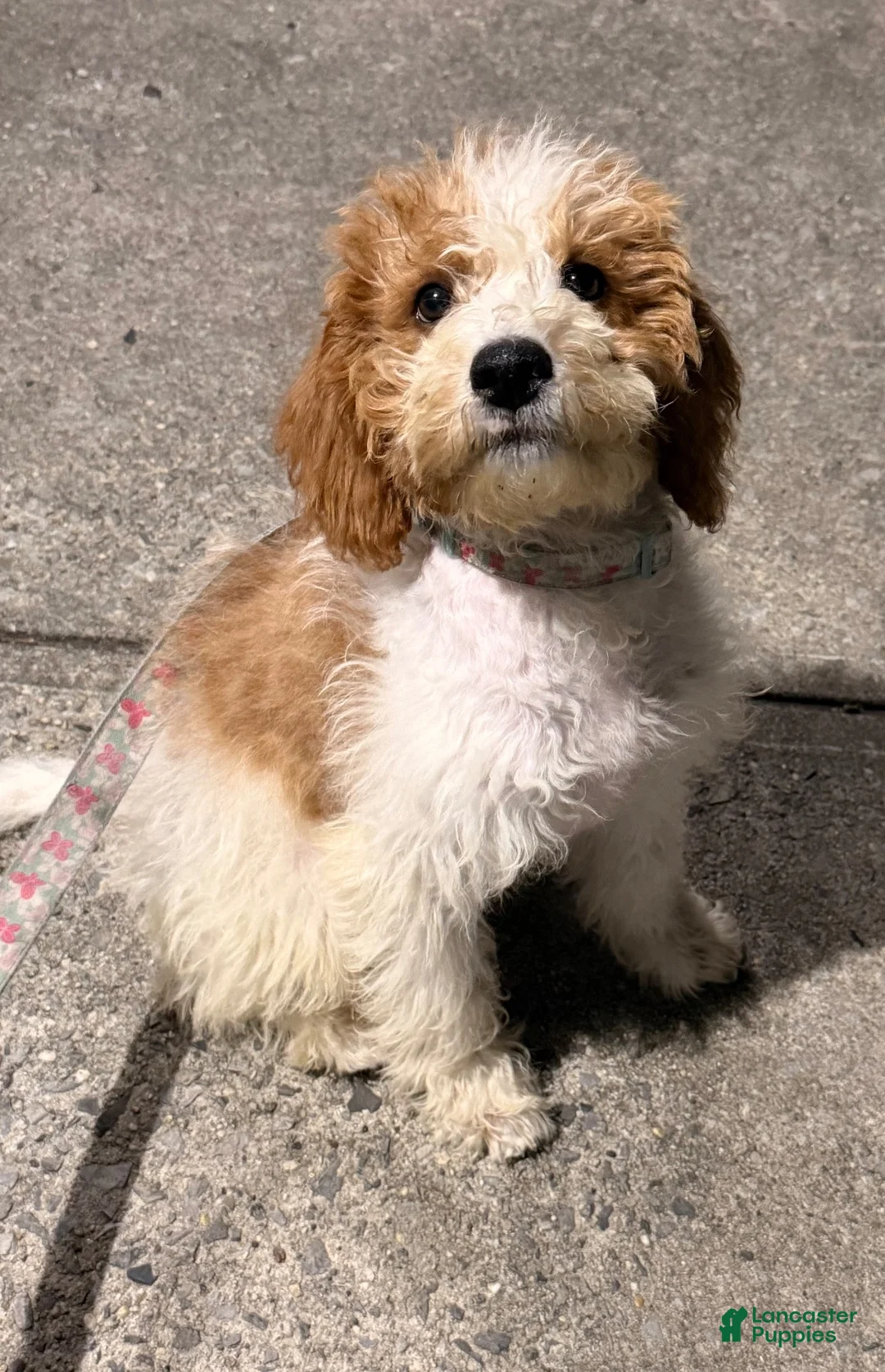 Labradoodle dogs for sale: Fern  - Ad 1