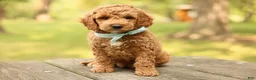 Mini Goldendoodle dogs for sale: Teddy - Ad 4