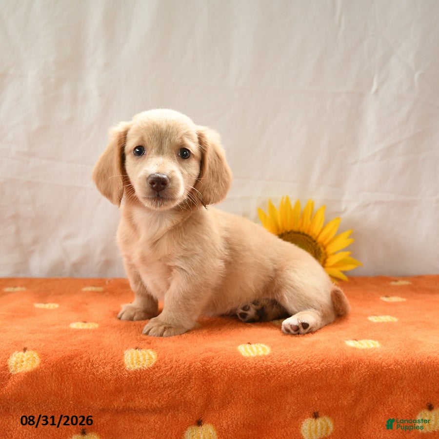 Miniature Dachshund dogs for sale: Max - Ad 4