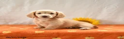 Miniature Dachshund dogs for sale: Max - Ad 1