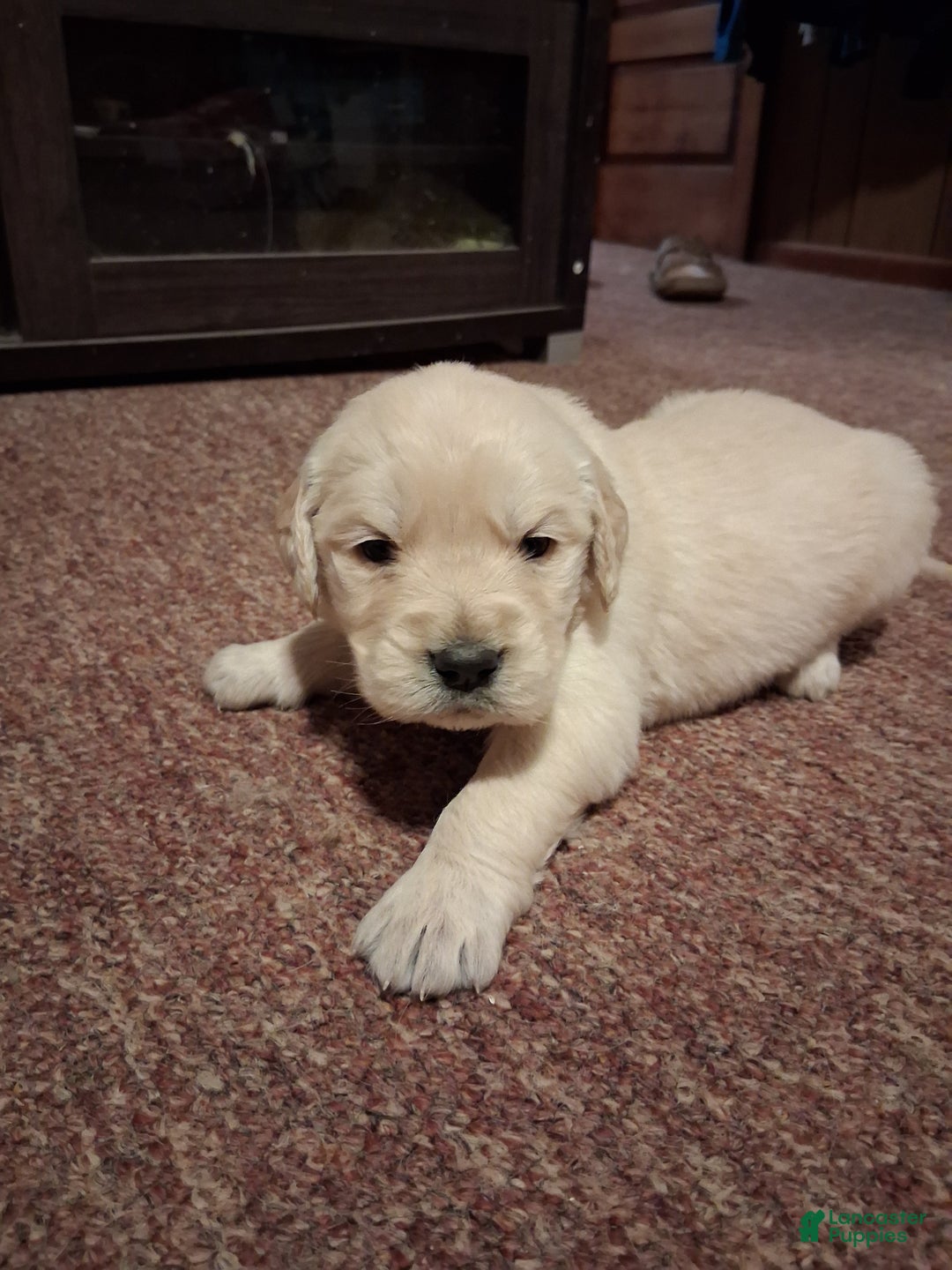 Golden Retriever dogs for sale: Cupid - Ad 3