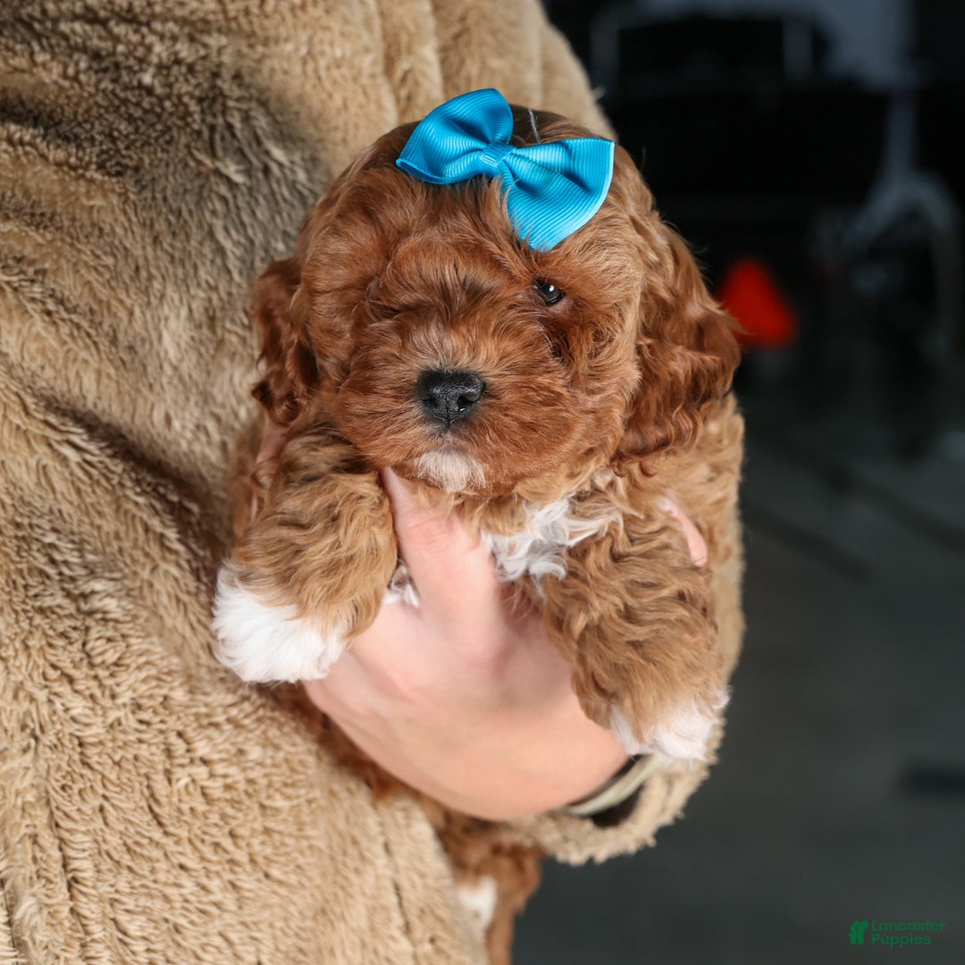 Cavapoo dogs for sale: OLLIE - Ad 2