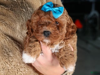 Cavapoo dogs OLLIE - Ad 13