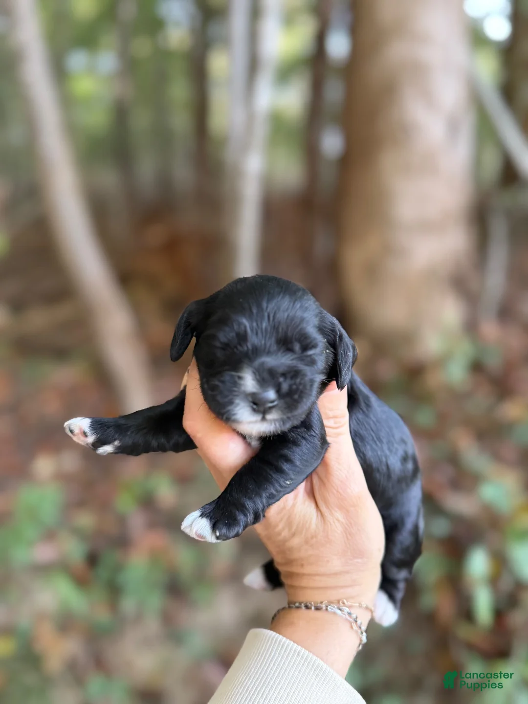 Cocker Spaniel dogs for sale: Cocker Spaniel 4 - Ad 1