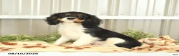 Cavalier King Charles Spaniel dogs for sale: Kira - Ad 3
