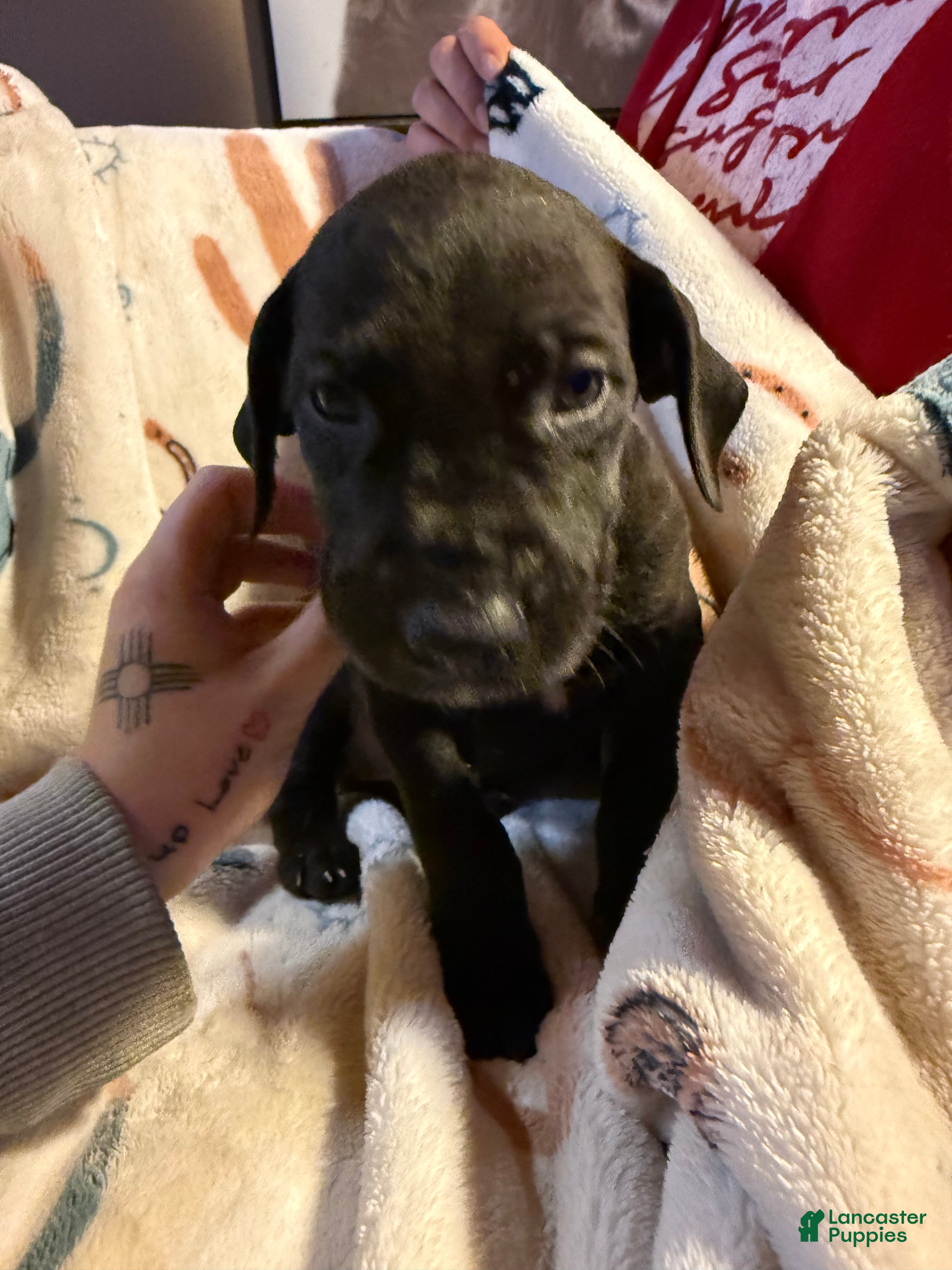 Great Dane dogs Great Dane Puppy 4 - Ad 32