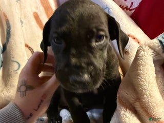 Great Dane dogs Great Dane Puppy 4 - Ad 19