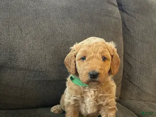 Mini Goldendoodle dogs Mini Goldendoodle Puppy 3 - Ad 16